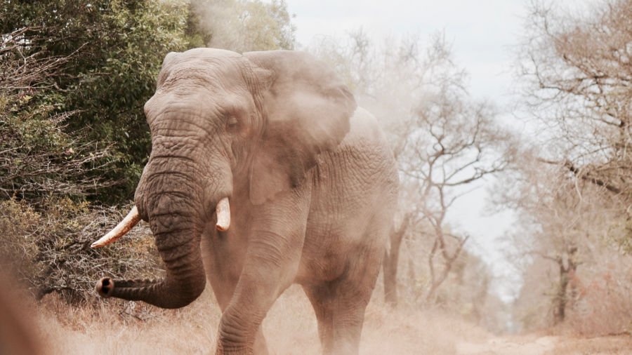 Elephant | Kafta Sheraro National Park | Will Shirley | Ethiopia