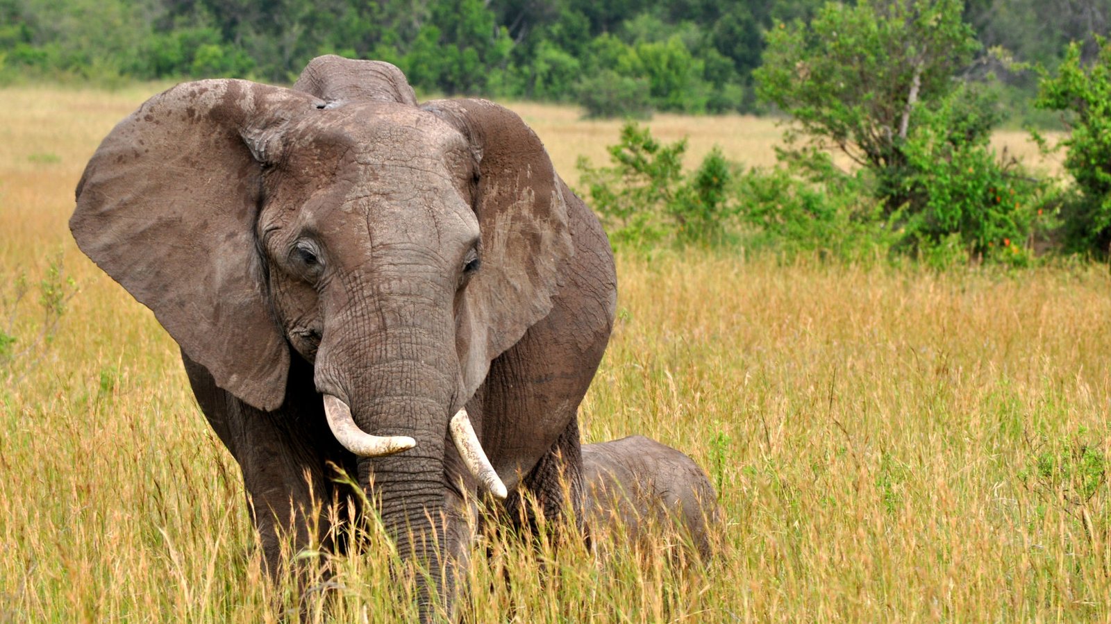 Chebera-churchura National Park | Elephants | Ethiopia