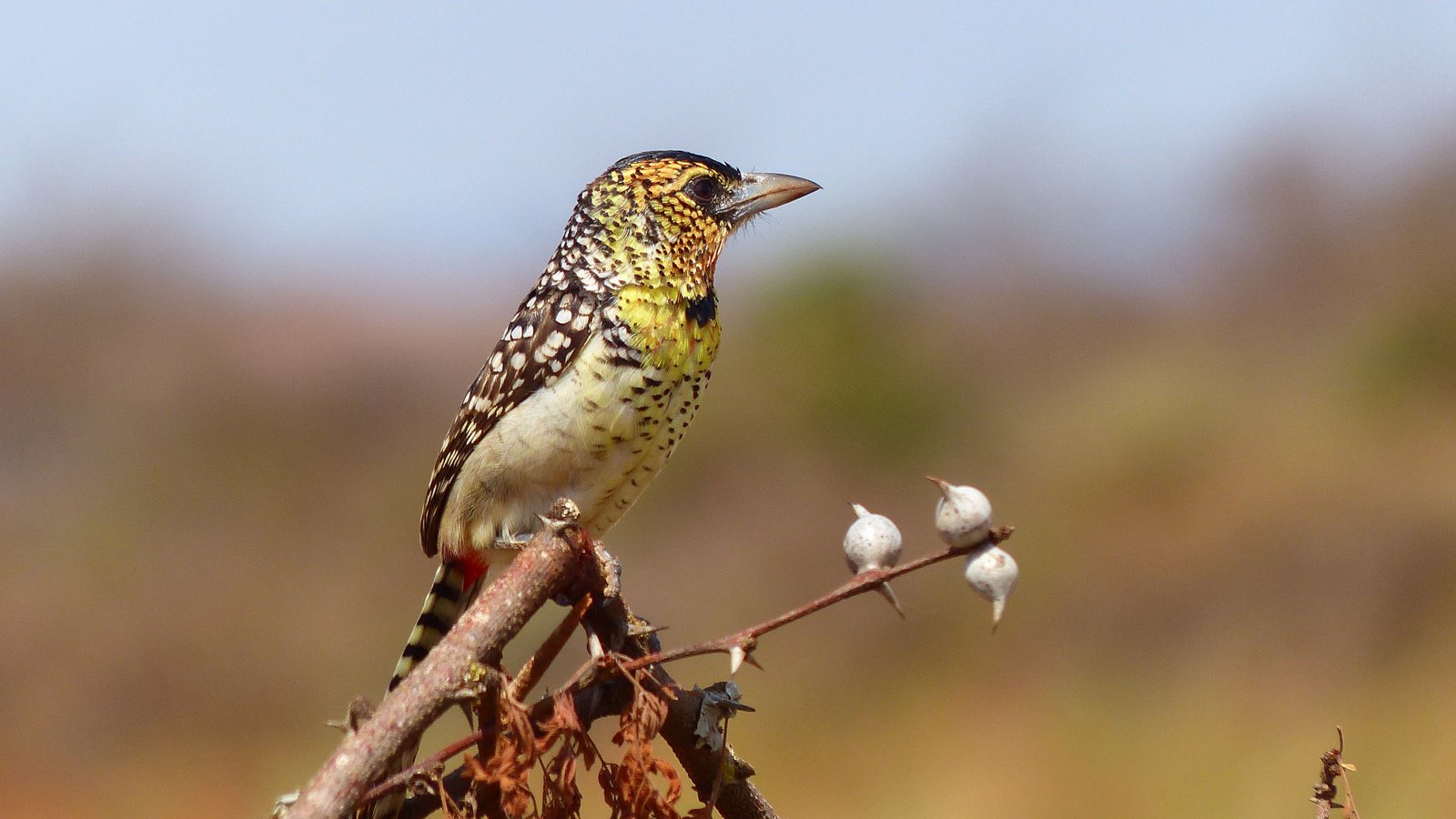 Darnauds Barbet | Yabello National Park | Yilma Dellelegn Abebe