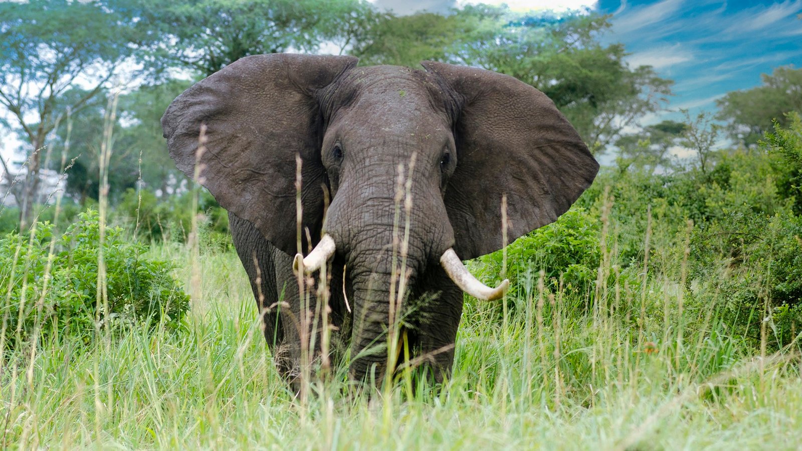 Geraille National Park | Ethiopia | Elephant