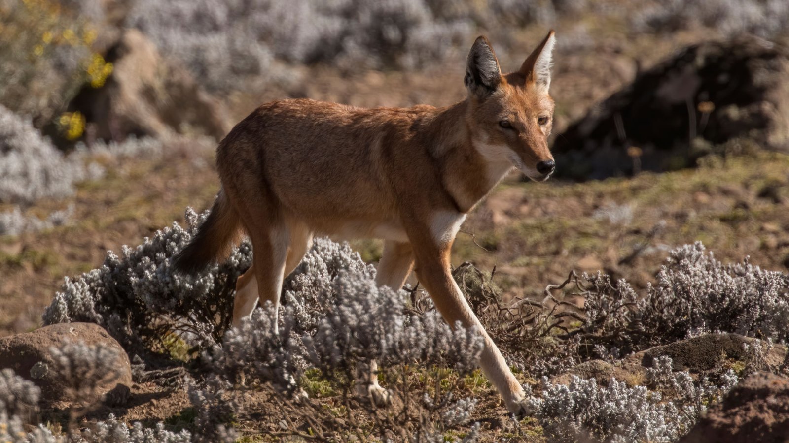 Bale Mountains National Park | Ethiopia | Ethiopian Wolf