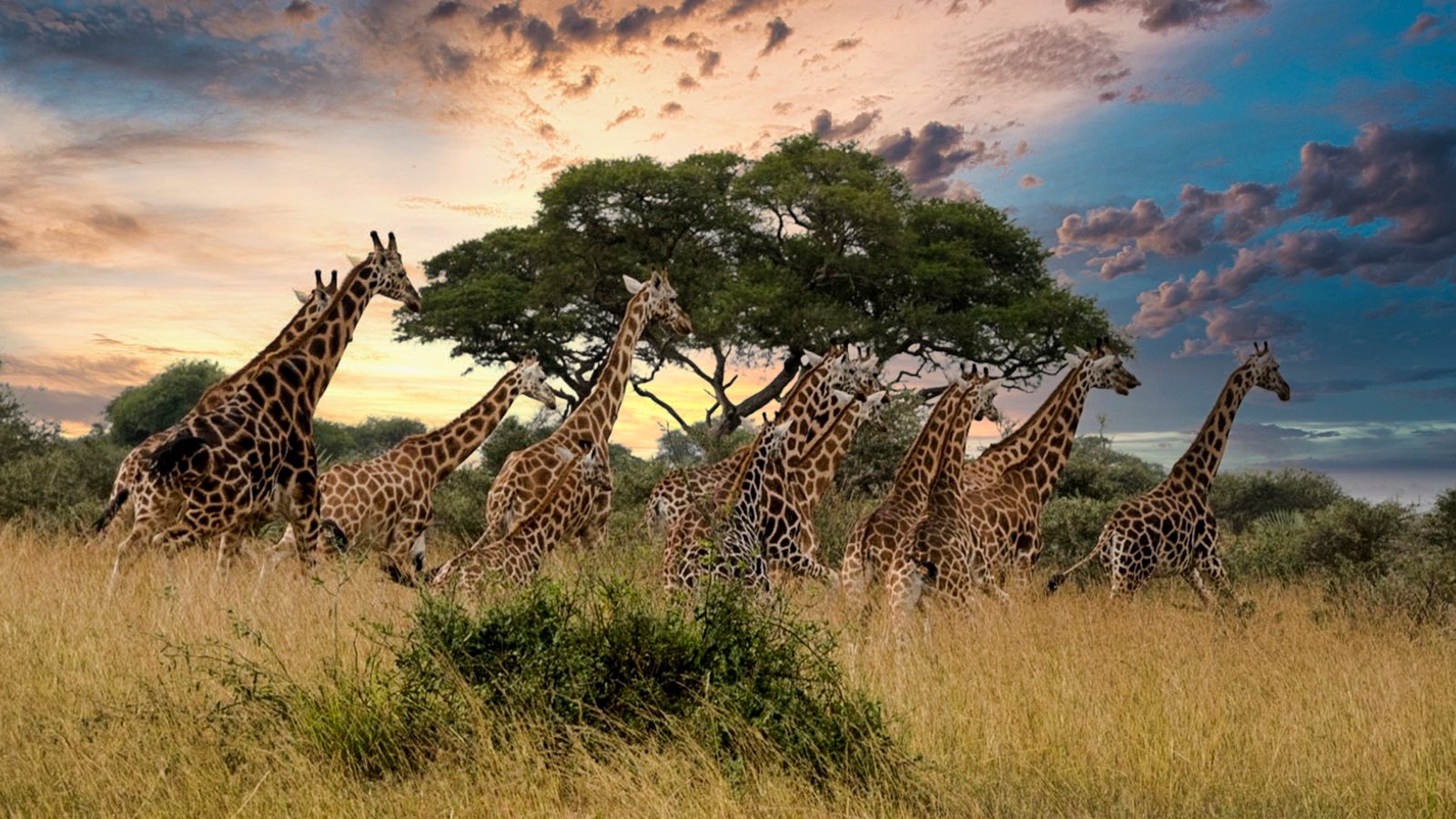 Giraffe Omo Valley National park