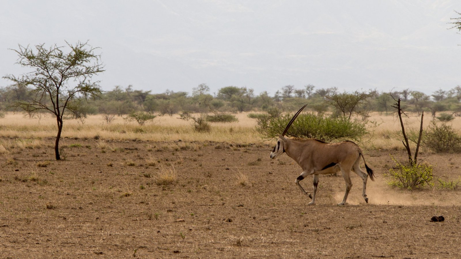 Beisa Oryx | Awash National Park Ethiopia