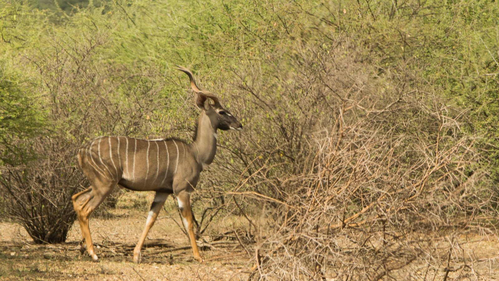 Lesser Kudu | Alatish National Park | Ethiopia | Jean Rebiffe