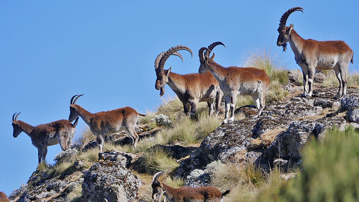 Walia ibex by Nik Barrow | Simien Mountains National Park | Ethiopian Wildlife conservation authority