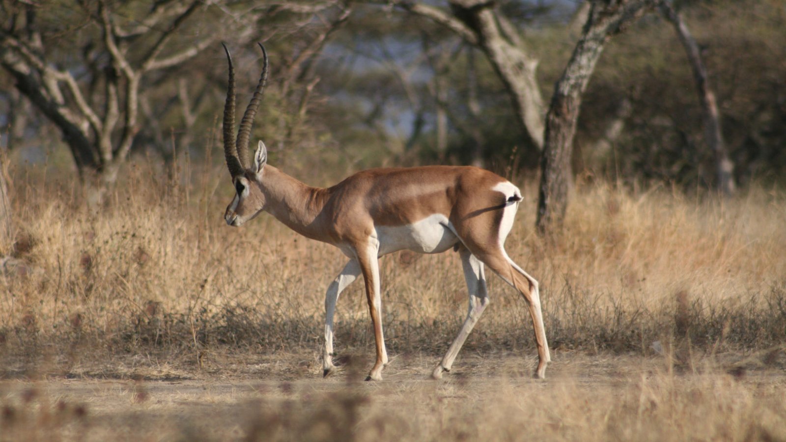 Abijata Shala Lake National Park | Grant's Gazelle | Carsten Brink