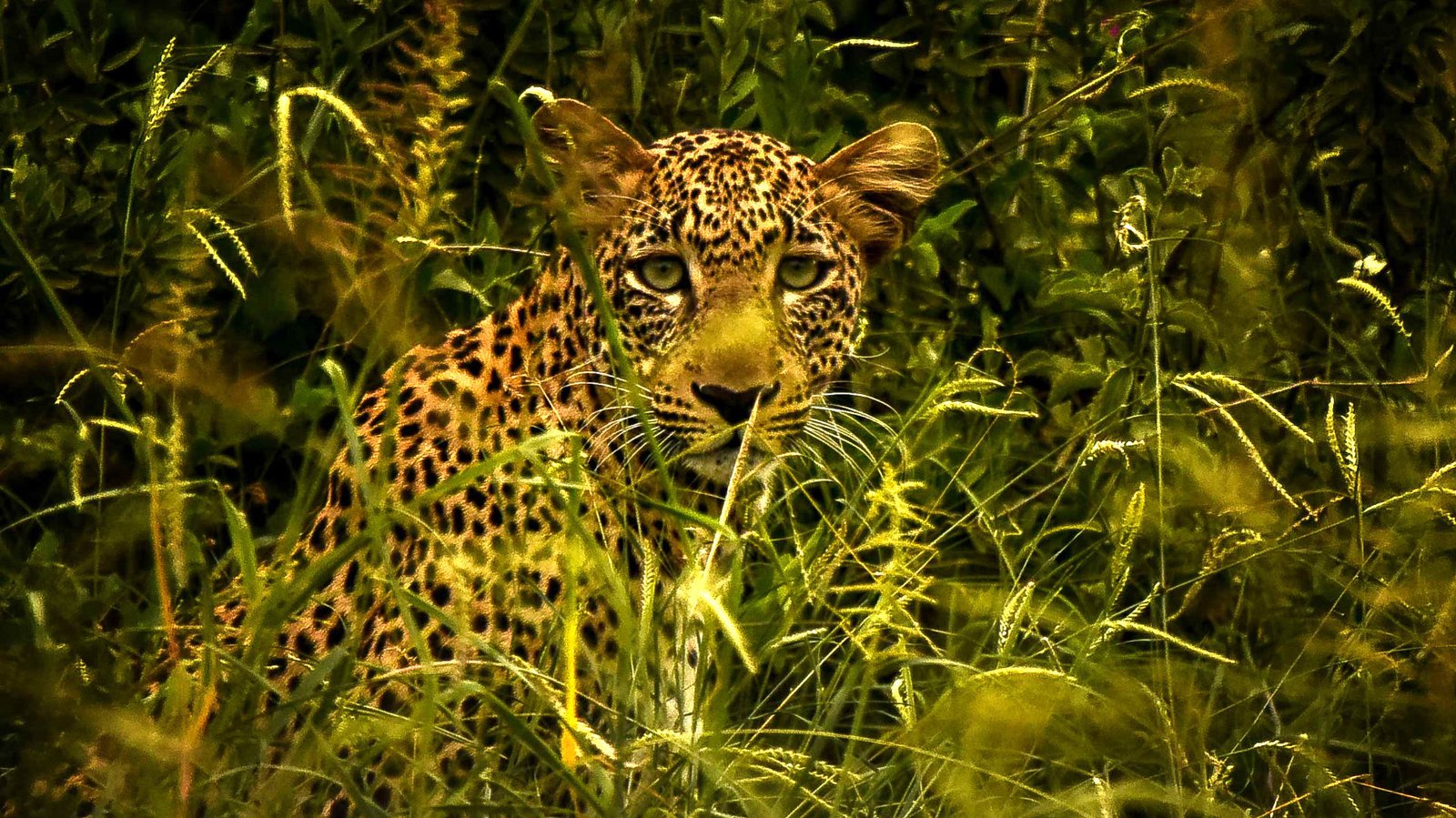 Mago National Park | Leopard by Rod Waddington