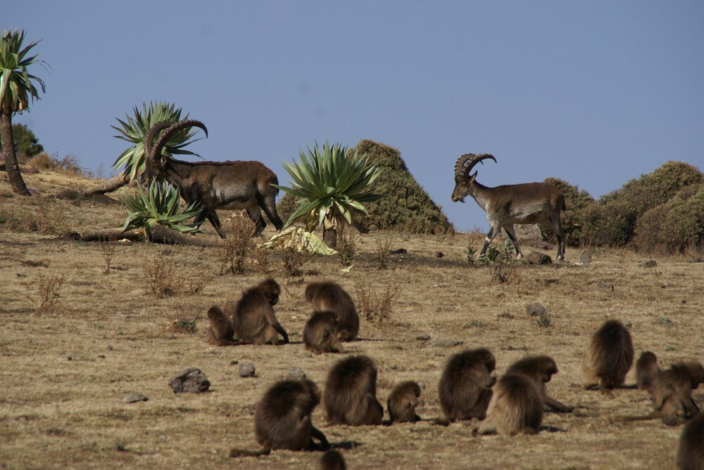 ethiopian-wildlife-oasis-unveiling-the-treasures-of-nature